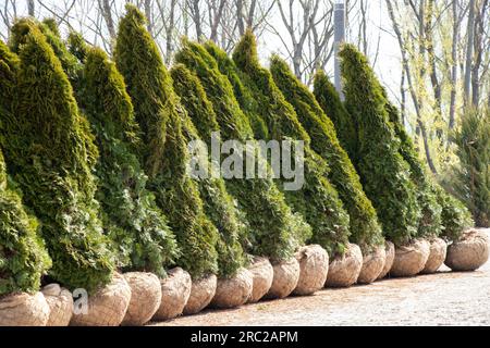 Thuja in pakri in der Ukraine im Frühling in der Sonne in der Stadt Dnipro Pflanzen, die Stadt landschaftlich gestalten, Thuja mit einer Wurzel im Sack Stockfoto