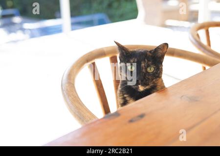 Porträt einer schwarz-braunen Katze, die zu Hause auf einem Holzstuhl sitzt Stockfoto