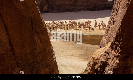 Inmitten der zerklüfteten Landschaften von Guelta d'Archei löschen eine Gruppe von Kamelen ihren Durst und ruhen sich aus und genießen einen Moment der Ruhe in der Sahara Stockfoto