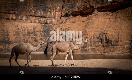 Eingebettet in die beeindruckende Wildnis des Tschads, treten Kamele auf den Canyonpfaden von Guelta d'Archei inmitten von Felsformationen, die das Flüstern der Vorgeschichte widerspiegeln Stockfoto