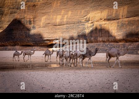 Eine Karawane aus Kamelen navigiert elegant durch die zerklüfteten Schluchten von Guelta d'Archei, vor dem Hintergrund von beeindruckenden prähistorischen Felsen für Stockfoto