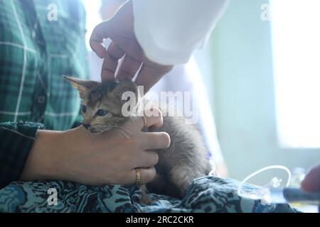 Die Tiere werden am Welt-Zoonosen-Tag in der staatlichen Veterinärklinik Agartala behandelt und geimpft. Der Welt-Zoonosen-Tag wird jedes Jahr am 6. Juli beobachtet, um das Bewusstsein für Krankheiten zu schärfen, die von Tieren auf Menschen übertragen werden können, und um an den Tag zu erinnern, an dem Louis Pasteur am 6. Juli 1885 erfolgreich den ersten Impfstoff gegen das Tollwut-Virus verabreicht hat. Tripura, Indien. Stockfoto