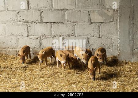 Herde kleiner Wildschweine. Auf dem Stroh in der Scheune. Stockfoto