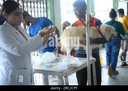 Die Tiere werden am Welt-Zoonosen-Tag in der staatlichen Veterinärklinik Agartala behandelt und geimpft. Der Welt-Zoonosen-Tag wird jedes Jahr am 6. Juli beobachtet, um das Bewusstsein für Krankheiten zu schärfen, die von Tieren auf Menschen übertragen werden können, und um an den Tag zu erinnern, an dem Louis Pasteur am 6. Juli 1885 erfolgreich den ersten Impfstoff gegen das Tollwut-Virus verabreicht hat. Tripura, Indien. Stockfoto