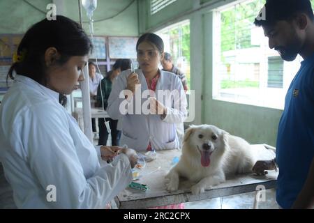 Die Tiere werden am Welt-Zoonosen-Tag in der staatlichen Veterinärklinik Agartala behandelt und geimpft. Der Welt-Zoonosen-Tag wird jedes Jahr am 6. Juli beobachtet, um das Bewusstsein für Krankheiten zu schärfen, die von Tieren auf Menschen übertragen werden können, und um an den Tag zu erinnern, an dem Louis Pasteur am 6. Juli 1885 erfolgreich den ersten Impfstoff gegen das Tollwut-Virus verabreicht hat. Tripura, Indien. Stockfoto