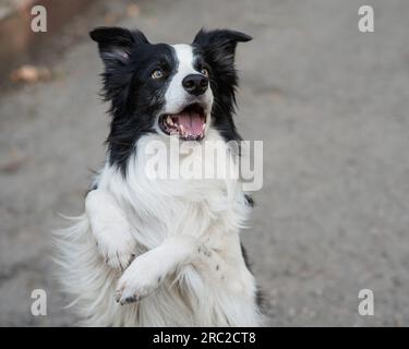 Border Collie Dog macht Hasenübungen im Freien. Stockfoto