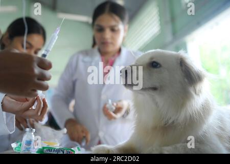 Die Tiere werden am Welt-Zoonosen-Tag in der staatlichen Veterinärklinik Agartala behandelt und geimpft. Der Welt-Zoonosen-Tag wird jedes Jahr am 6. Juli beobachtet, um das Bewusstsein für Krankheiten zu schärfen, die von Tieren auf Menschen übertragen werden können, und um an den Tag zu erinnern, an dem Louis Pasteur am 6. Juli 1885 erfolgreich den ersten Impfstoff gegen das Tollwut-Virus verabreicht hat. Tripura, Indien. Stockfoto