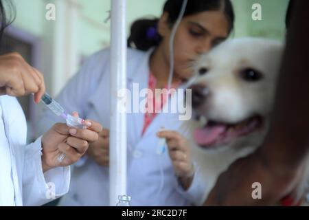 Die Tiere werden am Welt-Zoonosen-Tag in der staatlichen Veterinärklinik Agartala behandelt und geimpft. Der Welt-Zoonosen-Tag wird jedes Jahr am 6. Juli beobachtet, um das Bewusstsein für Krankheiten zu schärfen, die von Tieren auf Menschen übertragen werden können, und um an den Tag zu erinnern, an dem Louis Pasteur am 6. Juli 1885 erfolgreich den ersten Impfstoff gegen das Tollwut-Virus verabreicht hat. Tripura, Indien. Stockfoto