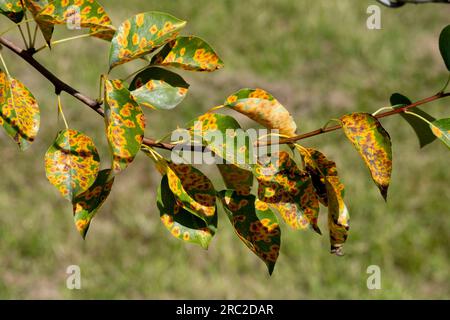 European Pear Rust (Gymnosporangium sabinae) an einem Birnenbaum. Stockfoto