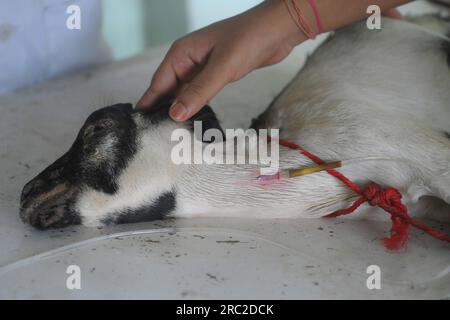 Die Tiere werden am Welt-Zoonosen-Tag in der staatlichen Veterinärklinik Agartala behandelt und geimpft. Der Welt-Zoonosen-Tag wird jedes Jahr am 6. Juli beobachtet, um das Bewusstsein für Krankheiten zu schärfen, die von Tieren auf Menschen übertragen werden können, und um an den Tag zu erinnern, an dem Louis Pasteur am 6. Juli 1885 erfolgreich den ersten Impfstoff gegen das Tollwut-Virus verabreicht hat. Tripura, Indien. Stockfoto