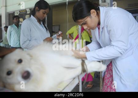 Die Tiere werden am Welt-Zoonosen-Tag in der staatlichen Veterinärklinik Agartala behandelt und geimpft. Der Welt-Zoonosen-Tag wird jedes Jahr am 6. Juli beobachtet, um das Bewusstsein für Krankheiten zu schärfen, die von Tieren auf Menschen übertragen werden können, und um an den Tag zu erinnern, an dem Louis Pasteur am 6. Juli 1885 erfolgreich den ersten Impfstoff gegen das Tollwut-Virus verabreicht hat. Tripura, Indien. Stockfoto