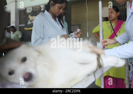 Die Tiere werden am Welt-Zoonosen-Tag in der staatlichen Veterinärklinik Agartala behandelt und geimpft. Der Welt-Zoonosen-Tag wird jedes Jahr am 6. Juli beobachtet, um das Bewusstsein für Krankheiten zu schärfen, die von Tieren auf Menschen übertragen werden können, und um an den Tag zu erinnern, an dem Louis Pasteur am 6. Juli 1885 erfolgreich den ersten Impfstoff gegen das Tollwut-Virus verabreicht hat. Tripura, Indien. Stockfoto