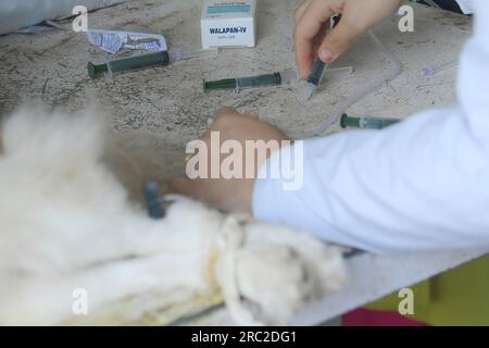 Die Tiere werden am Welt-Zoonosen-Tag in der staatlichen Veterinärklinik Agartala behandelt und geimpft. Der Welt-Zoonosen-Tag wird jedes Jahr am 6. Juli beobachtet, um das Bewusstsein für Krankheiten zu schärfen, die von Tieren auf Menschen übertragen werden können, und um an den Tag zu erinnern, an dem Louis Pasteur am 6. Juli 1885 erfolgreich den ersten Impfstoff gegen das Tollwut-Virus verabreicht hat. Tripura, Indien. Stockfoto