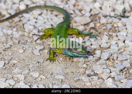 Männliche grüne Eidechse (Lacerta viridis), Ungarn Stockfoto