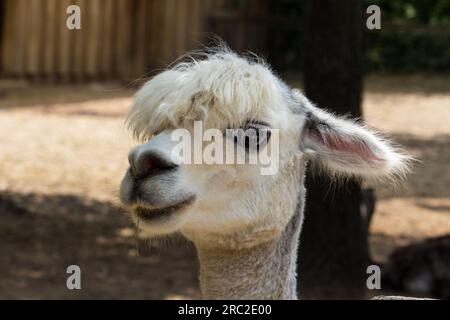 Lama (Lama glama) Kopf Stockfoto
