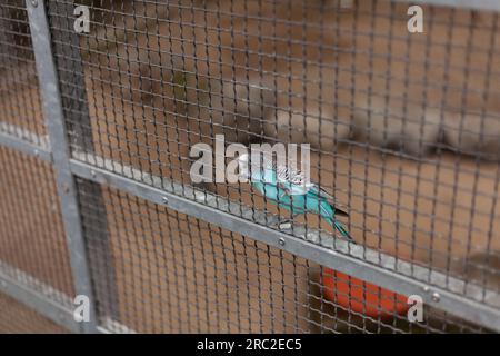 Blauer Wellensittich in einem Käfig in einem Vogelschutzgebiet. Stockfoto