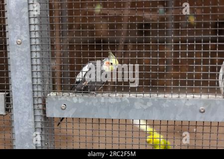 Cockatielvogel in einem Käfig in einem Vogelschutzgebiet. Stockfoto