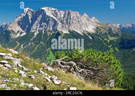 Zugspitze (2962 m, Gipfel links), Schneefernerkopf (2874 m) und Wetterstein von Grubigstein aus gesehen, hoch über Lermoos. Tirol, Österreich Stockfoto