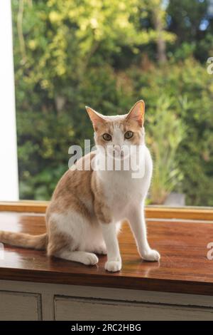 Porträt einer rot-weißen Katze, die auf einem Holzfenster am Fenster über dem Garten sitzt Stockfoto