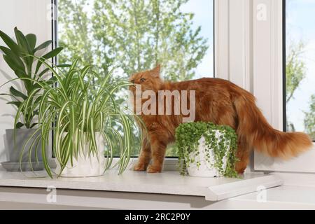 Niedliche Katze in der Nähe grüner Hauspflanzen auf Fensterbank zu Hause Stockfoto