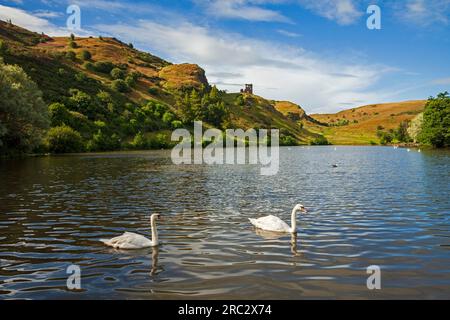 St Margaret's Loch, Holyrood Park, Edinburgh, Schottland, Großbritannien. 12. Juli 2023 Eine friedliche Szene mit stummen Schwanen (Cygnus olor), die auf dem ruhigen Wasser mit trüben Sonnenschein über dem Park im Stadtzentrum gleiten. Temperatur 15 Grad Celsius mit wenig Wind. Die schottischen Minister haben am Dienstag, den 04. Juli 2023, die Vogelgrippepräventionszone (AIPZ) aufgehoben, doch in Aberdeen werden nun tote Vögel gemeldet, so dass man hofft, dass sich diese nicht wieder über andere Regionen Schottlands ausbreiten wird. Stockfoto