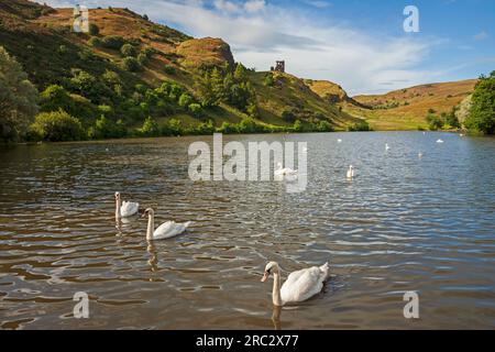 St Margaret's Loch, Holyrood Park, Edinburgh, Schottland, Großbritannien. 12. Juli 2023 Eine friedliche Szene mit stummen Schwanen (Cygnus olor), die auf dem ruhigen Wasser mit trüben Sonnenschein über dem Park im Stadtzentrum gleiten. Temperatur 15 Grad Celsius mit wenig Wind. Die schottischen Minister haben am Dienstag, den 04. Juli 2023, die Vogelgrippepräventionszone (AIPZ) aufgehoben, doch in Aberdeen werden nun tote Vögel gemeldet, so dass man hofft, dass sich diese nicht wieder über andere Regionen Schottlands ausbreiten wird. Stockfoto