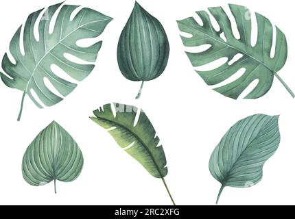 Eine Gruppe tropischer Palmenblätter, isoliert ohne Hintergrund. Aquarelle exotische Pflanze. Handgezeichnete botanische Illustration. Dschungeldesign. Stock Vektor