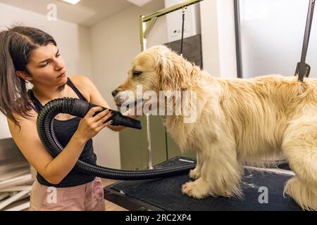 Hundetrockndes Tierpflegekonzept. Gärtner mit Föhn in einem Friseursalon Stockfoto