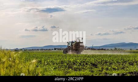 Pestizide und Insektizide auf dem Maisfeld aussprühen Stockfoto