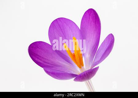 Nahaufnahme eines Crocus tommasinianus vor weißem Hintergrund Stockfoto