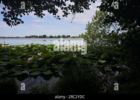 Seeufer an einem sonnigen Tag mit Seerosenmuscheln in der italienischen Landschaft, umrahmt von Bäumen Stockfoto