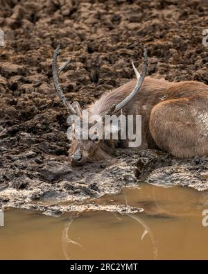 Wildes männliches Sambarrhirsch oder Einfarbiger aus Zwieback, der sich in der heißen Sommersaison mit Augenkontakt und Reflexion in Schlammwasser oder Schlamm ausruht und seinen Körper abkühlt Stockfoto