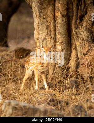 Gefleckter Hirsch oder Hirsch oder Cheetal oder Achsenachse allein bei der morgendlichen Safari im Forest-Nationalpark von Indien Stockfoto