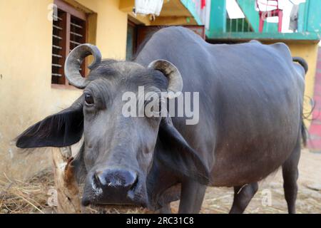 Fotos aus verschiedenen Blickwinkeln eines Büffels, der an einen Pfahl in einem Bergdorf in Indien gebunden ist. Stockfoto