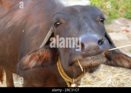 Fotos aus verschiedenen Blickwinkeln eines Büffels, der an einen Pfahl in einem Bergdorf in Indien gebunden ist. Stockfoto