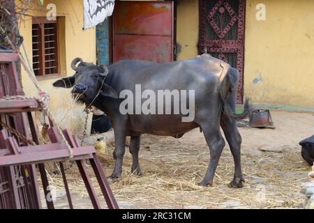 Fotos aus verschiedenen Blickwinkeln eines Büffels, der an einen Pfahl in einem Bergdorf in Indien gebunden ist. Stockfoto