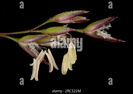 Schwarzer Bent (Agrostis gigantea). Florets Großaufnahme Stockfoto