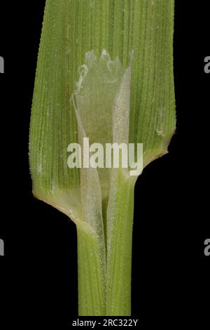 Schwarzer Bent (Agrostis gigantea). Ligule Closeup Stockfoto
