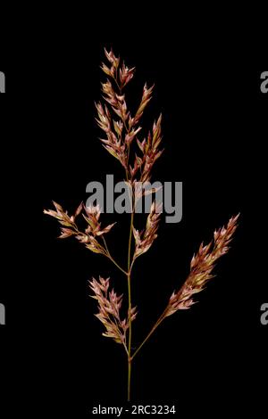 Schwarzer Bent (Agrostis gigantea). Infloreszenz Apex Closeup Stockfoto