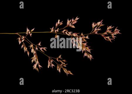 Schwarzer Bent (Agrostis gigantea). Infloreszenz-Filiale - Nahaufnahme Stockfoto