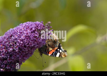 Admiral (Vanessa atalanta, SYN. „Pyrameis atalanta“) Stockfoto