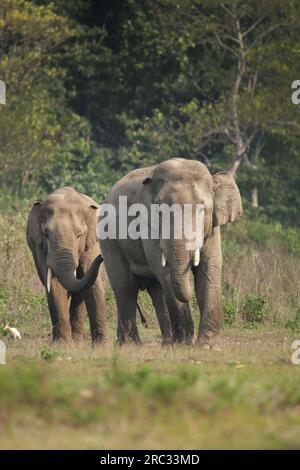 Der Vater und der Sohn gehen auf die Kamera zu. SILIGURI; INDIEN: LUSTIGE Bilder haben gezeigt, wie ein Vater-Elefant sein Teenager-Kalb ärgert, indem er ihn und pul schubst Stockfoto