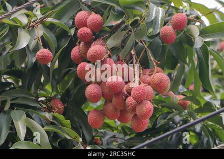 Dehraduns berühmter Frucht-Litchi, gepflanzt auf einem Baum. Lychee ist das einzige Mitglied der Gattung Litchi in der Seifenbeerfamilie. Stockfoto