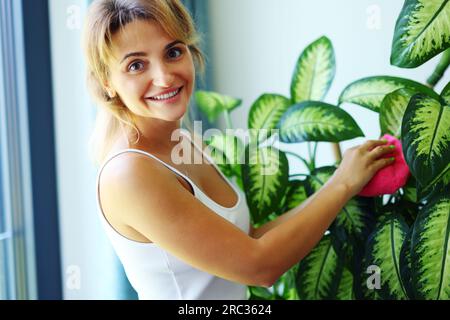 Eine Frau, die Staub von großen grünen Blättern abwischte, pflegt Blätter. Konzept für Garten-, Hausfrauen- und Hausarbeit Stockfoto