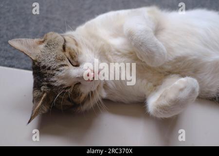 Nahaufnahme und selektive Fokussierung einer Katze, die schläft und eine süße Pose auf dem Boden macht Stockfoto