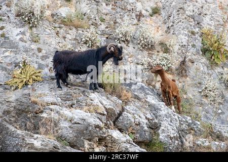 Bergziegen auf steilen Klippen oder Steinmauern. Stockfoto