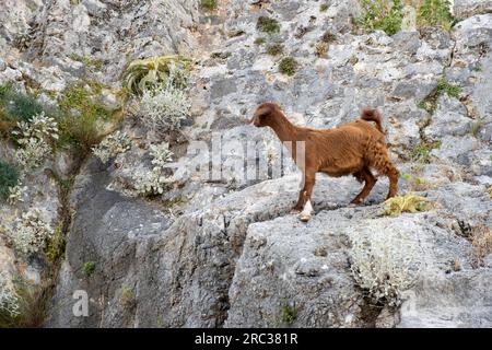 Bergziegen auf steilen Klippen oder Steinmauern. Stockfoto