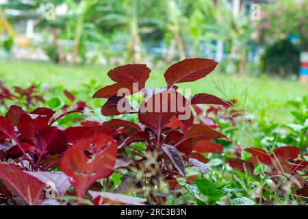 Roter Spinat ist in Bangladesch ein gewöhnliches Gemüse. Die Blätter sind in der Regel rund, dick und grün, haben aber einen hellroten Mittelstamm Stockfoto