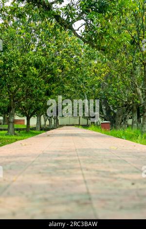 Diese Straßen fahren durch Wüsten, riesige Wälder, entlang schöner Bäume. Wunderschöner, gerader, leerer Wald bergab auf einer Waldstraße. Die gerade Leere Stockfoto