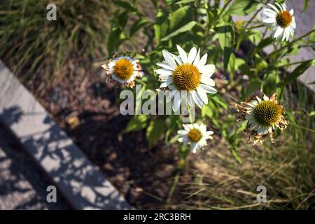 Weiße Echinaceen in Blüte in einem Blumenbeet aus der Nähe gesehen Stockfoto